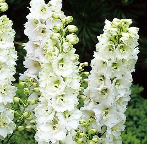 delphinium White 